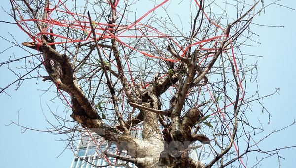 Dân buôn giới thiệu đào cổ thụ trồng ở Sơn La giá hơn 30 triệu đồng - ảnh 4