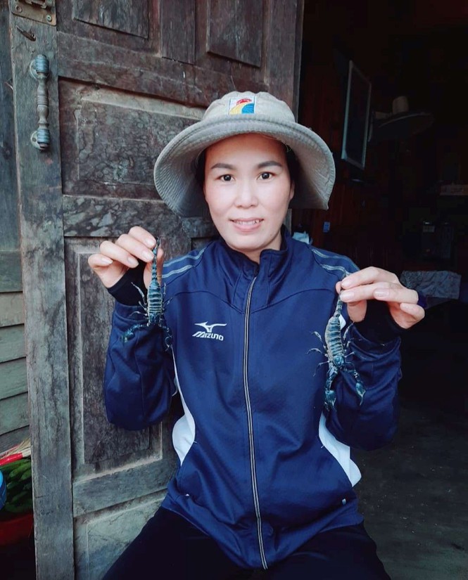 Săn bọ cạp như bắt cào cào ở đại ngàn Tây Nguyên - ảnh 1