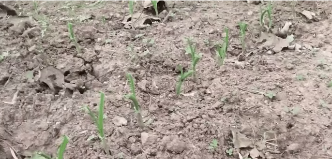 Ba chàng trai tốt nghiệp không đi làm, lên núi biến căn nhà hoang tàn thành điền viên nghỉ dưỡng - Ảnh 13.