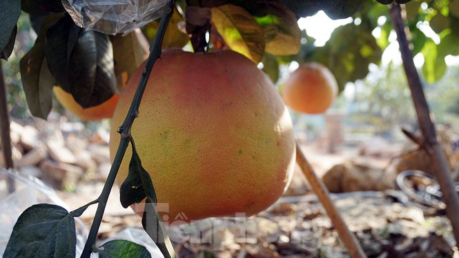 Bưởi khổng lồ ở Hải Phòng cháy hàng ngày cận Tết - Ảnh 7.