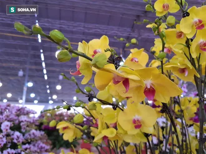 Mãn nhãn dàn lan hồ điệp bạc tỷ ở Hà Nội, đại gia đua nhau dốc ví mua về chơi Tết - Ảnh 7.