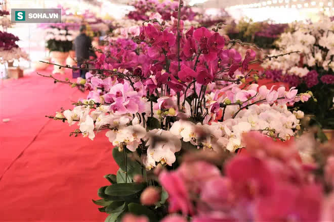 Mãn nhãn dàn lan hồ điệp bạc tỷ ở Hà Nội, đại gia đua nhau dốc ví mua về chơi Tết - Ảnh 2.