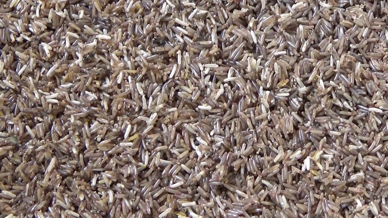 3 loài đoản mệnh nhưng người Việt cứ nuôi là giàu to - Ảnh 2.