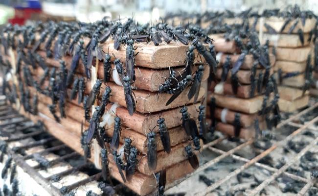 3 loài đoản mệnh nhưng người Việt cứ nuôi là giàu to - Ảnh 4.