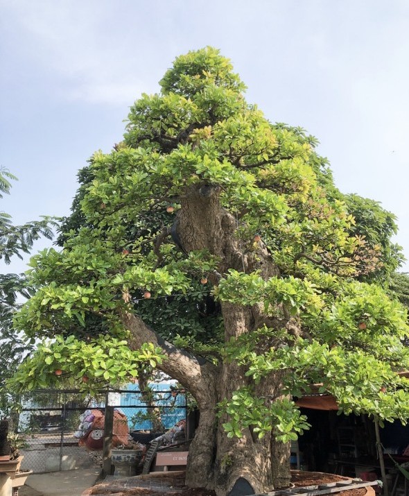 Ông chủ chốt giá siêu cây cảnh 230 tỷ, hé lộ bán cho vợ vui chứ “tiền nhiều làm gì” - Ảnh 1.