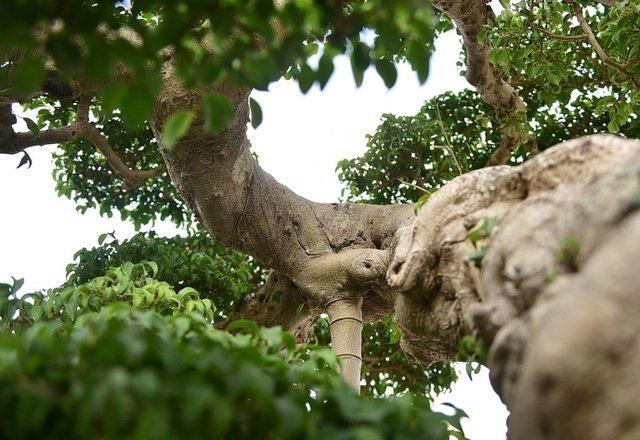 Ly kỳ màn tậu sanh cổ độc long 22 tỷ rồi phá tán, đại gia Hưng Yên bị chủ cũ đuổi: Biến! - Ảnh 4.