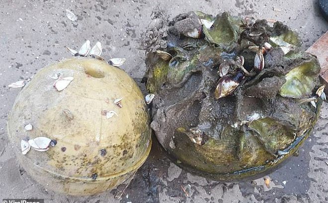 Đang ăn tối, con trai nhai phải thứ gì đó cưng cứng, bố mẹ nhìn kỹ thì mừng rỡ vì sắp đổi đời - Ảnh 4.