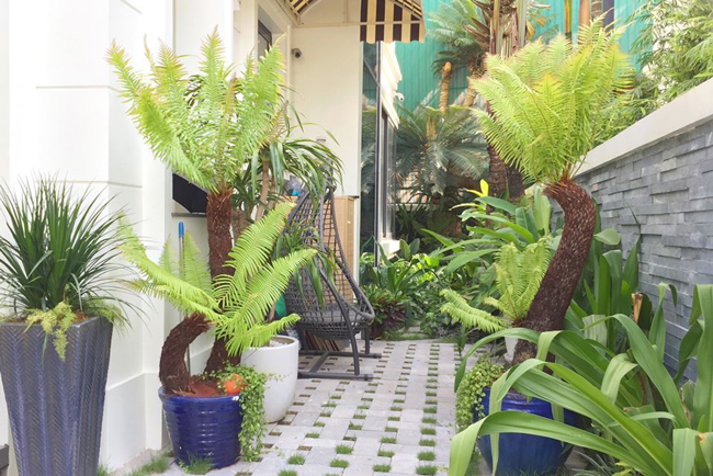 Trồng cây mọc dại bờ tường, nông dân thu lãi hàng trăm triệu mỗi năm - Ảnh 3.