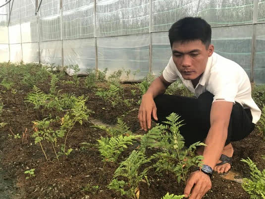 Trồng cây mọc dại bờ tường, nông dân thu lãi hàng trăm triệu mỗi năm - Ảnh 2.