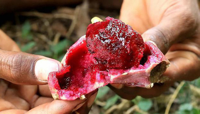 3 loại quả ở Việt Nam mọc dại đầy đường, sang nước ngoài thành của ngon vật lạ bán trong siêu thị gần 1 triệu đồng/kg - Ảnh 2.