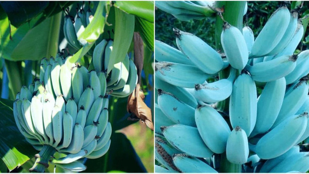 Giống chuối xanh biếc kì lạ tưởng chỉ là photoshop nào ngờ có thật 100%, lại còn được trồng ở rất gần Việt Nam Photo-1-16271740610582092349343