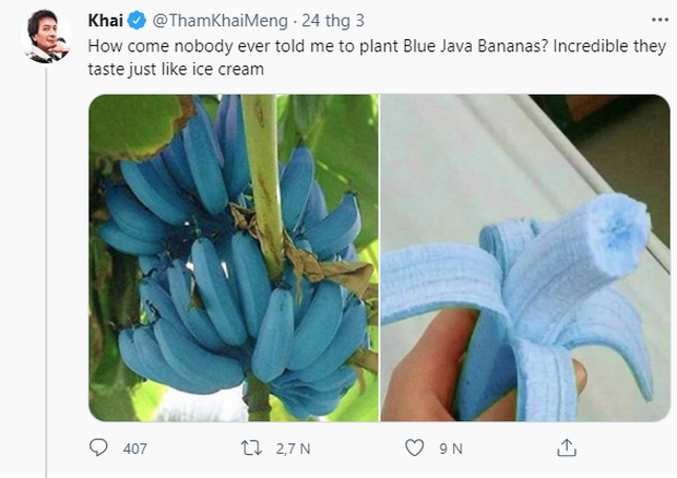 Giống chuối xanh biếc kì lạ tưởng chỉ là photoshop nào ngờ có thật 100%, lại còn được trồng ở rất gần Việt Nam Photo-1-16271740629941920929553