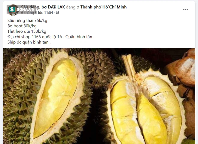 Sầu riêng chính vụ rẻ, ngon chưa từng có, chọn mua thế nào bách phát bách trúng? - Ảnh 1.