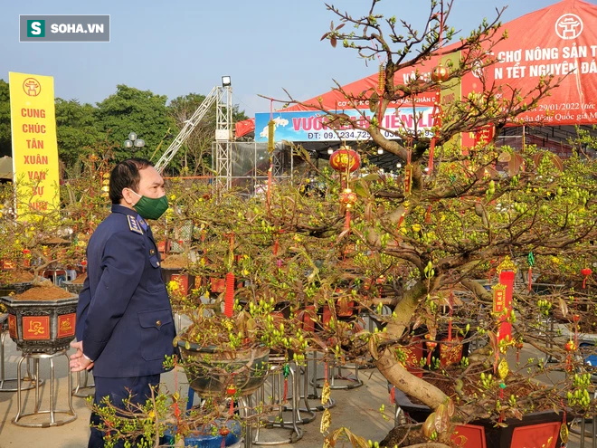 Hoa mai Bình Định hái ra trăm tỉ đổ bộ Hà Nội, bonsai Tài Lộc đẹp lạ gây sốt - Ảnh 4.
