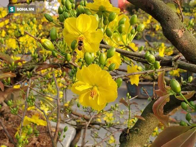 Hoa mai Bình Định hái ra trăm tỉ đổ bộ Hà Nội, bonsai Tài Lộc đẹp lạ gây sốt - Ảnh 5.