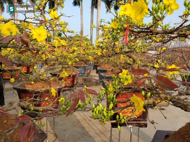Hoa mai Bình Định hái ra trăm tỉ đổ bộ Hà Nội, bonsai Tài Lộc đẹp lạ gây sốt - Ảnh 12.
