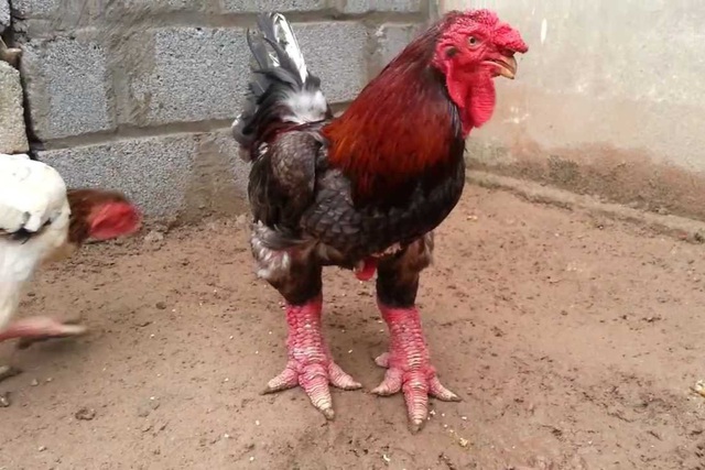 Những đặc sản đắt đỏ, giá tiền triệu nhưng cứ Tết đến là trong tình trạng cháy hàng - Ảnh 3.