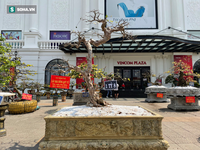 Chậu mẫu đơn hai thân ngang giá Vinfast President ở chợ hoa biên giới - Ảnh 6.