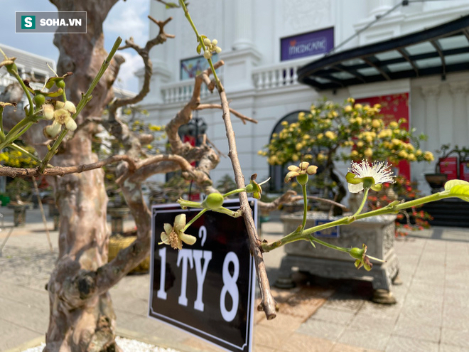 Chậu mẫu đơn hai thân ngang giá Vinfast President ở chợ hoa biên giới - Ảnh 7.