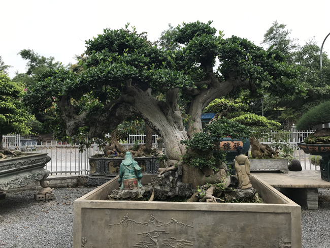 Đại gia Tây Ninh giảm giá 85 tỷ cho 2 cây duối cổ cao tới 8,5 mét: Mệt mỏi quá rồi - Ảnh 5.