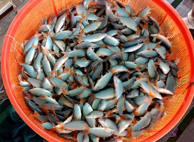 Loại cá mình dẹt, trơn bóng, kêu như lợn, gần triệu đồng/kg - Ảnh 1.