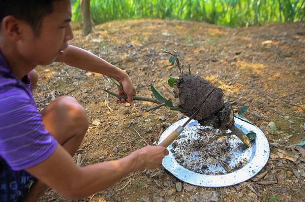 Gấp quần áo thuê, nuôi ruồi và những nghề kỳ lạ nhưng đem lại thu nhập hàng triệu đồng/ngày - Ảnh 3.