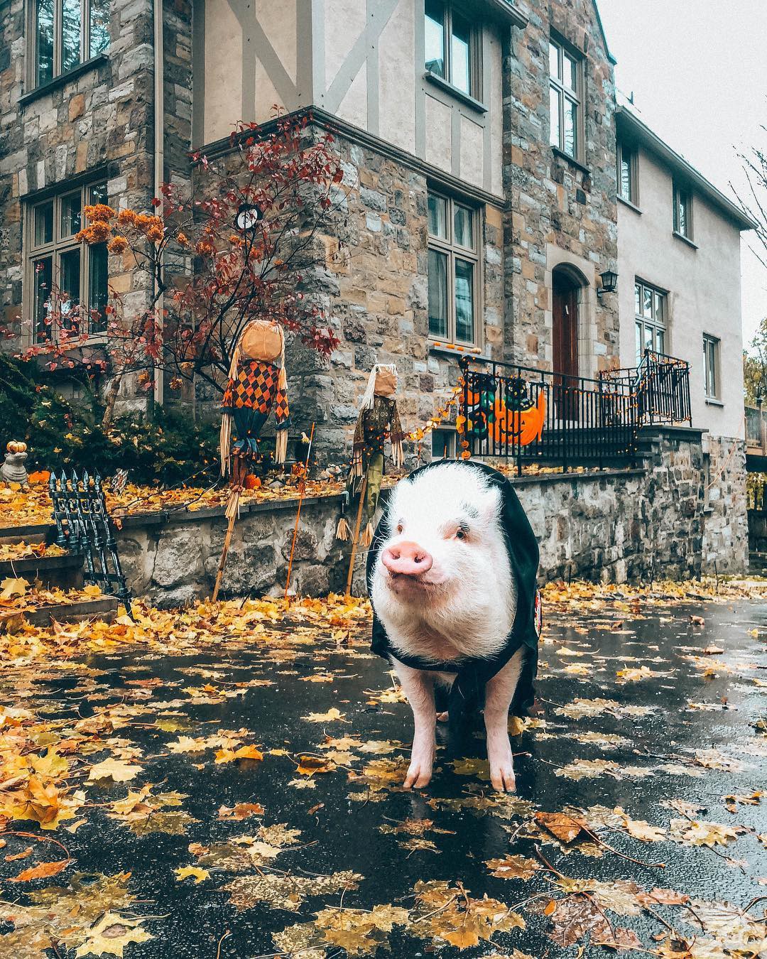 Cảm giác ghen tị là khi bạn phải đi làm vào thứ 2 còn chú lợn này lại được du lịch vòng quanh thế giới, đã vậy còn có hẳn 100k người theo dõi trên MXH - Ảnh 9.