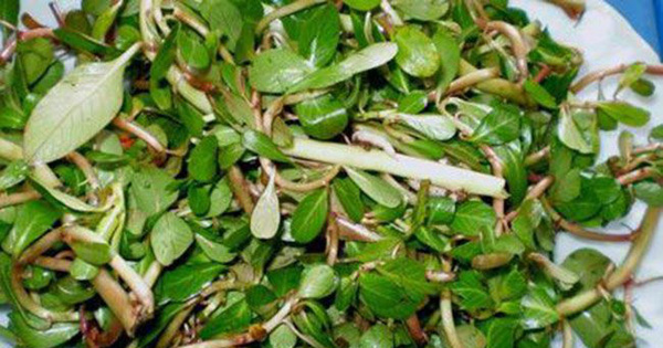 Loại rau cho lợn ăn, mọc dại, nhổ vứt đi không hết nay thành đặc sản thành phố