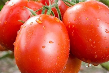 Sốt giá cà chua không chỉ ở Việt Nam