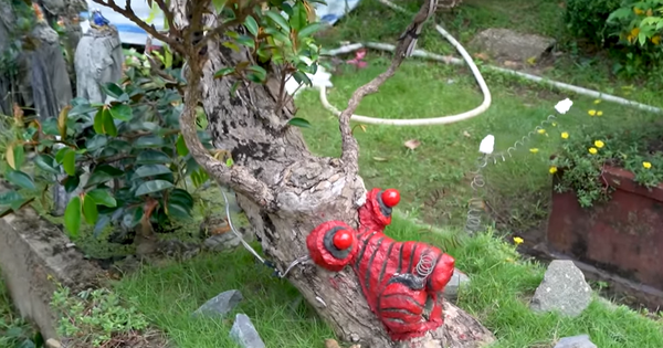 Ngắm cây vú sữa dáng rồng cổ quái, chồng hỏi ý vợ rồi hô 3 tỷ đồng: Sự thật hé lộ thú vị