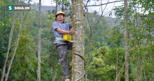 Thót tim nhìn người nhện đu dây tìm hái 'lộc Phật' trên đỉnh Hoàng Liên Sơn