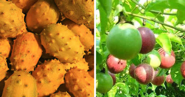 3 loại quả ở Việt Nam mọc dại đầy đường, sang nước ngoài thành của ngon vật lạ bán 1 triệu/kg