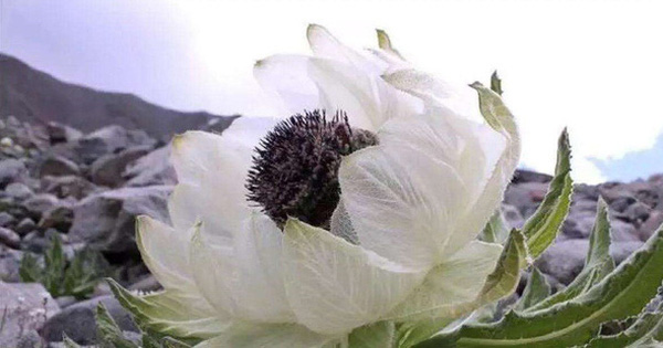 Hội chị em săn tuyết liên hoa được đồn thổi là thần dược cho nhan sắc