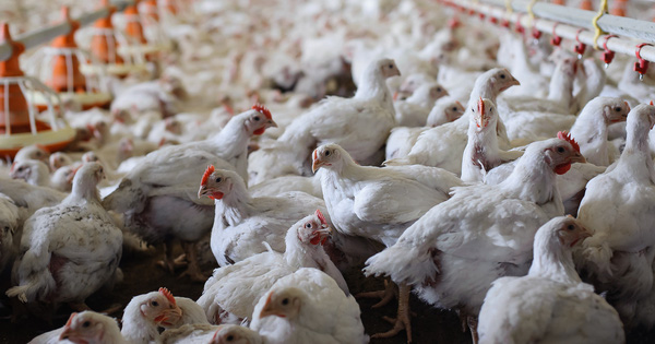 Giá gà rẻ như cho không, 6.000 đồng/kg vẫn không ai đoái hoài