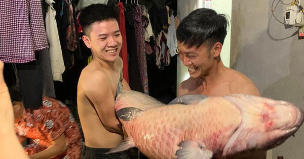 People caught black carp weighing 53kg, more than 1m long in Thac Ba lake