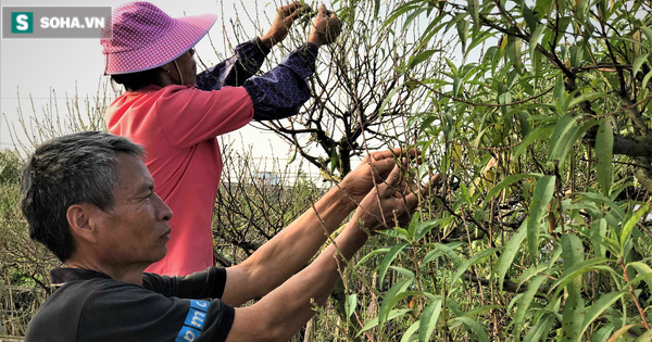 Vặt lá đào thuê, kiếm hơn chục triệu mỗi tháng