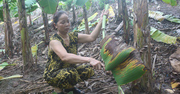 Tận thu lá chuối, lá dong thu nhập khá