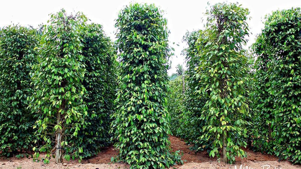 Bài học lên đỉnh, xuống đáy của ‘vàng đen’ Việt Nam-3