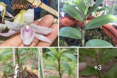 Lan dot bien 46 ty o Dien Bien: Chieu thoi gia cu