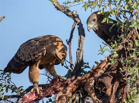 Bao nhat chet dung im nhin dai bang gianh moi