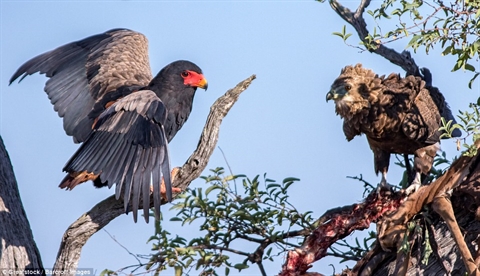 Bao nhat chet dung im nhin dai bang gianh moi