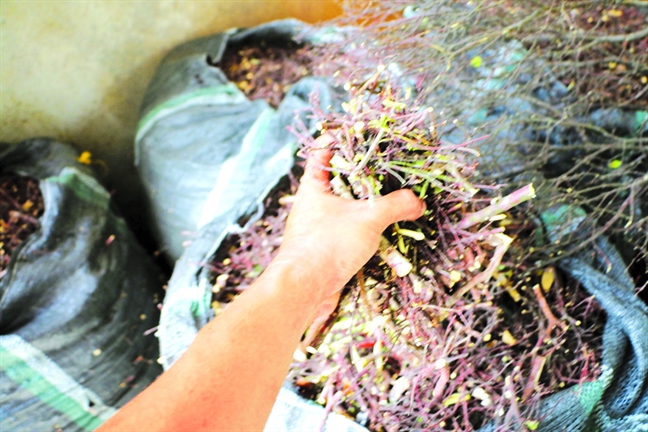 O at san tram do, to hong de ban cho thuong lai Trung Quoc