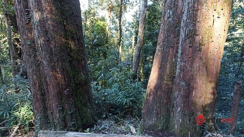 Cây pơ mu, sa mu dầu hơn 1.000 năm tuổi trong khu bảo tồn thiên nhiên Xuân Liên