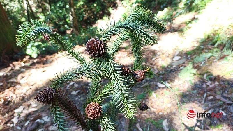 Cây pơ mu, sa mu dầu hơn 1.000 năm tuổi trong khu bảo tồn thiên nhiên Xuân Liên