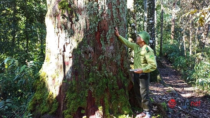 Cây pơ mu, sa mu dầu hơn 1.000 năm tuổi trong khu bảo tồn thiên nhiên Xuân Liên