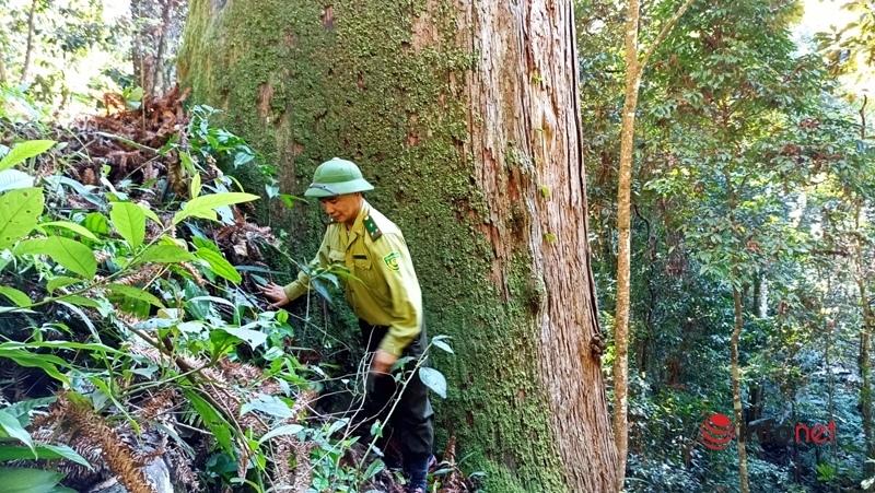 Cây pơ mu, sa mu dầu hơn 1.000 năm tuổi trong khu bảo tồn thiên nhiên Xuân Liên