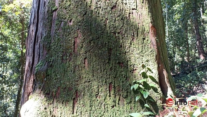 Cây pơ mu, sa mu dầu hơn 1.000 năm tuổi trong khu bảo tồn thiên nhiên Xuân Liên