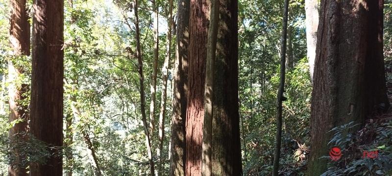 Cây pơ mu, sa mu dầu hơn 1.000 năm tuổi trong khu bảo tồn thiên nhiên Xuân Liên