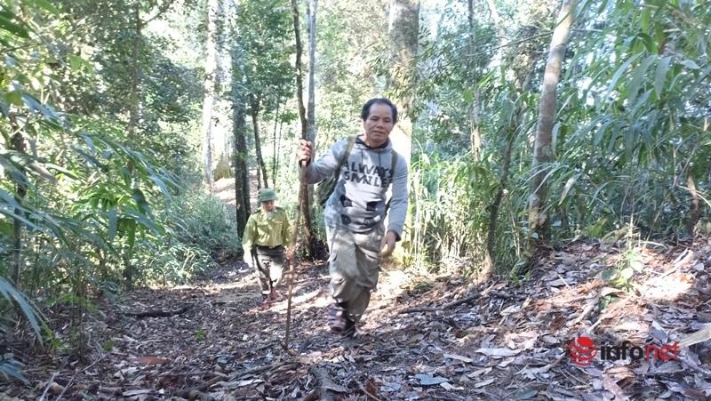 Cây pơ mu, sa mu dầu hơn 1.000 năm tuổi trong khu bảo tồn thiên nhiên Xuân Liên