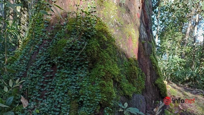 Cây pơ mu, sa mu dầu hơn 1.000 năm tuổi trong khu bảo tồn thiên nhiên Xuân Liên